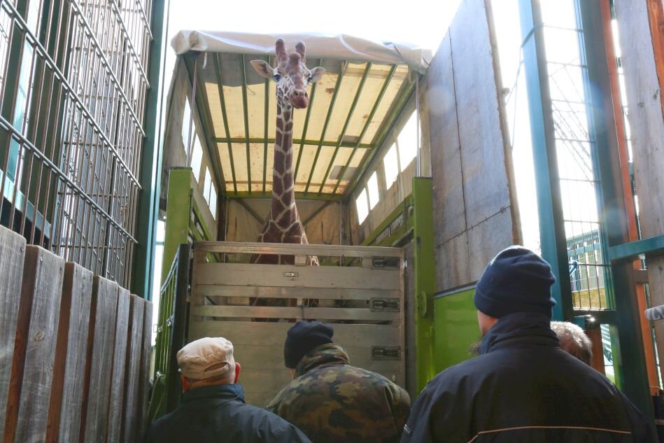 samiec żyrafy w ciężarówce, patrzy przez luk na ludzi 