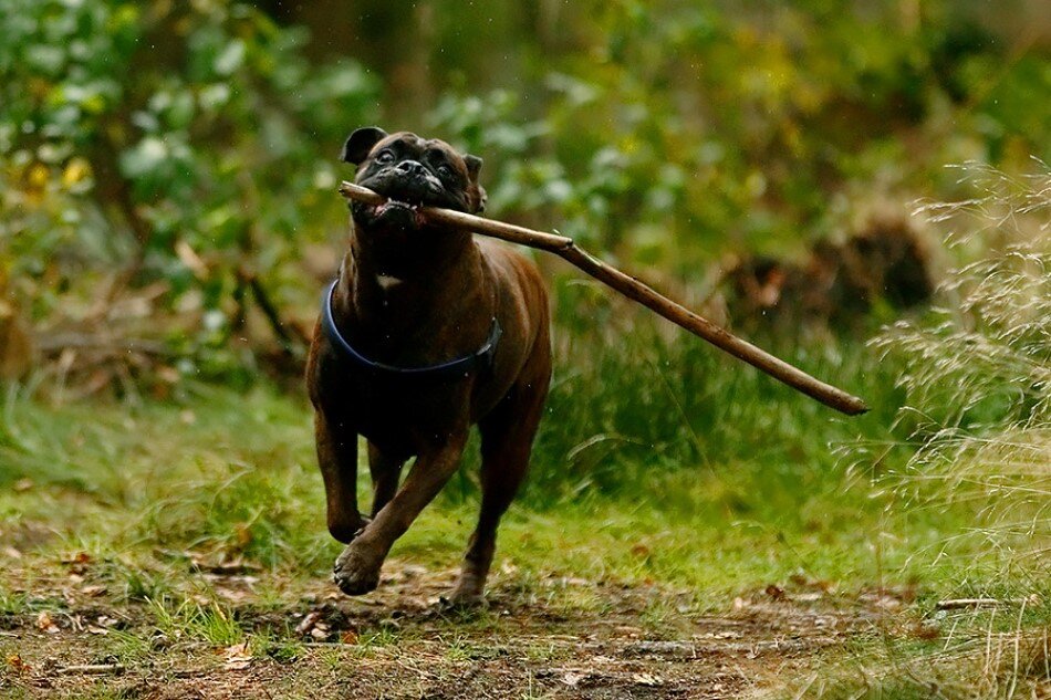 Pies biegnie i trzyma w pysku kij, za nim z tyłu widać las