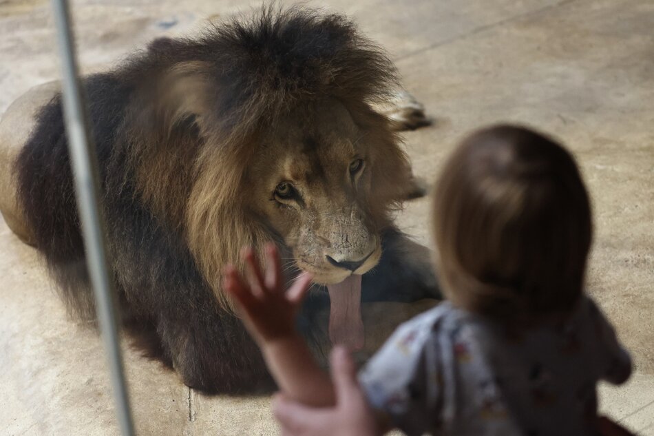 Gdańsk, ZOO Gdańsk, Międzynarodowy Dzień Lwa.