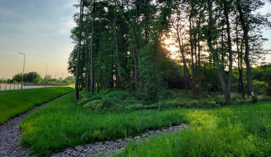 W środku po prawej stronie las, z przodu w centrum trawa, z lewej widoczne niebo 