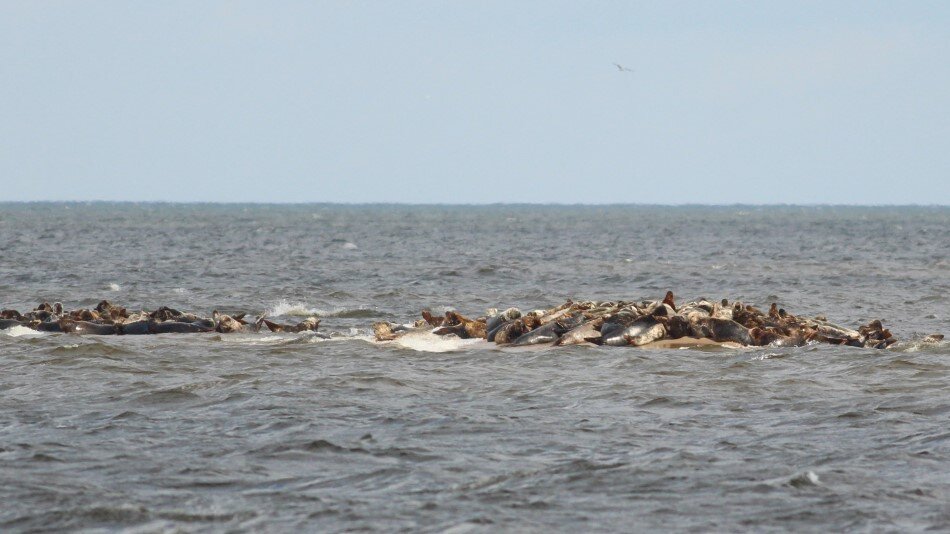 Foki wylegujące się na łasze na środku morza