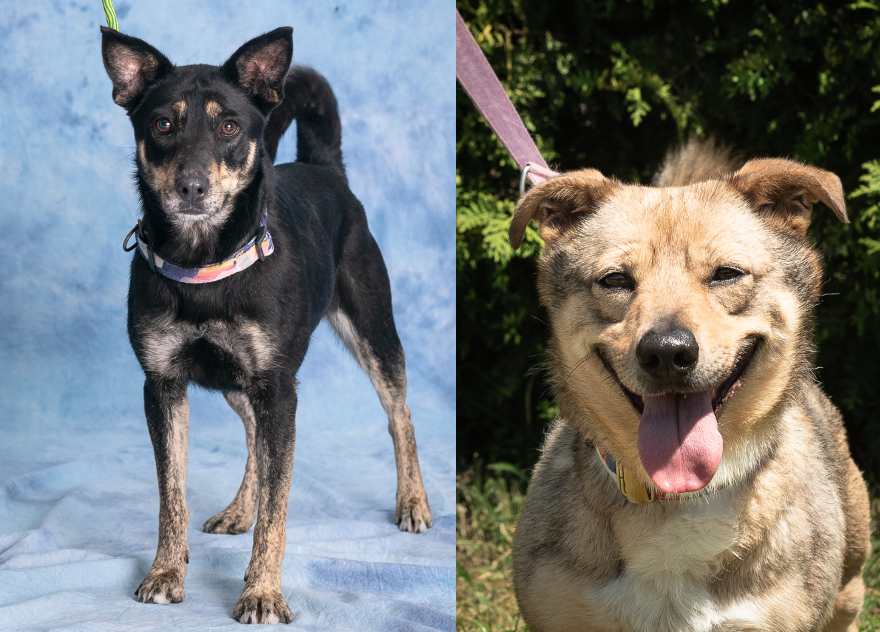 Zdjęcie przedstawia dwa psy. Po lewej czarny kundelek średniej wielkości, po prawej beżowy kundelek małych gabarytów