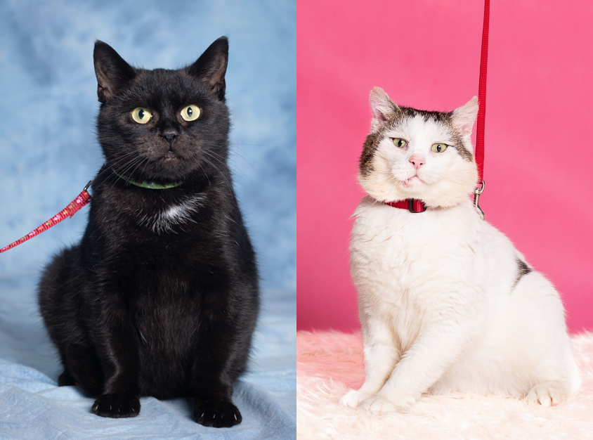 Zdjęcie przedstawia dwa koty. Po lewej czarna kotka na niebieskim tle, po prawej biały kocur na różowym tle. 