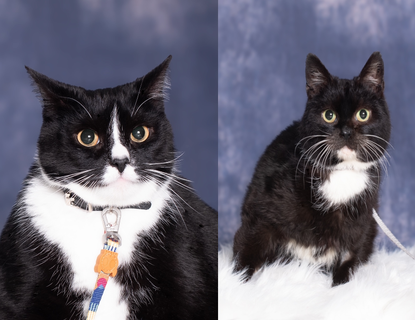 Zdjęcie przedstawia dwa czarne koty z białymi krawacikami. 