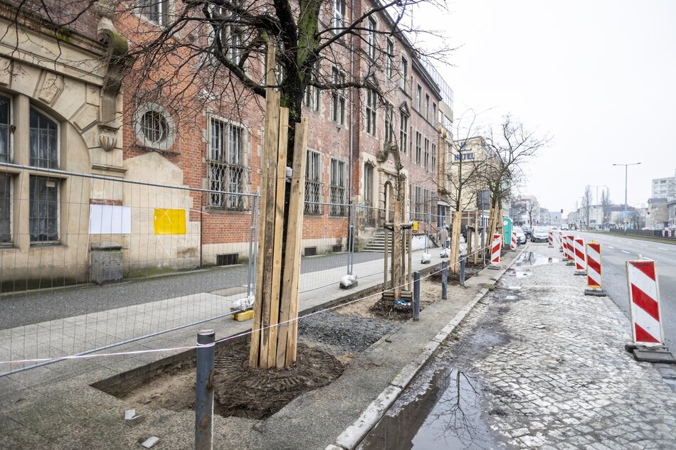 na zdjęciu kilka drzew osłoniętych deskami, widać fragment chodnika i zabytkowego budynku ceglanego w tle