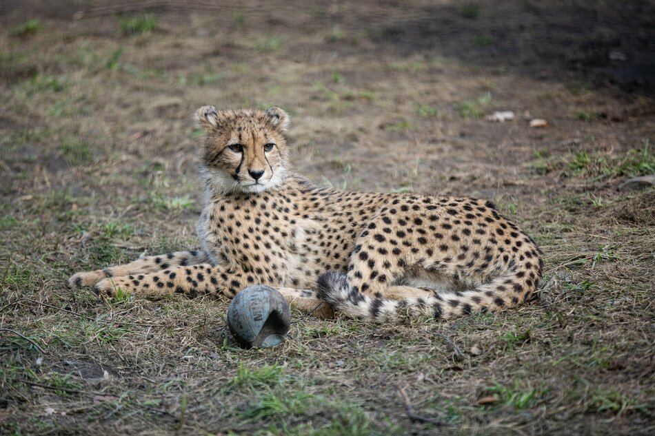 gepard leżący na trawie, obok leży przegryziona piłeczka