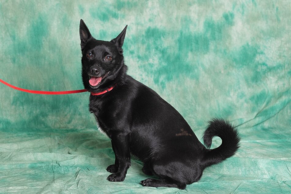 Czarny kundelek ze stojącymi uszami, podłużnym pyskiem, krótkimi łapkami i zakręconym ogonem pozuje do zdjęcia na zielonym tle. 