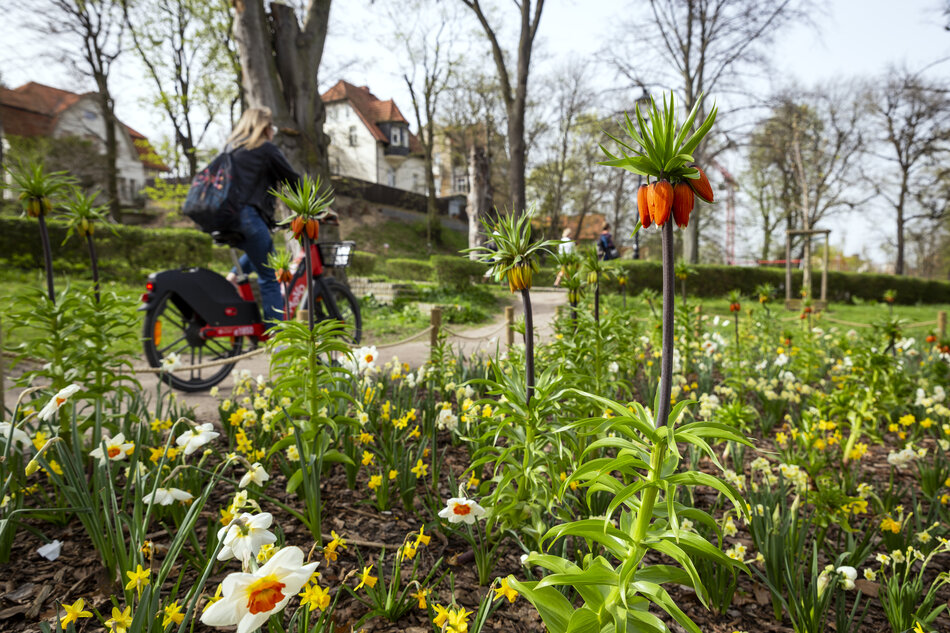 Wielobarwne kwiaty na pierwszym planie, rosnące na miejskim kwietniku w parku. W tle kobieta jedzie na rowerze.