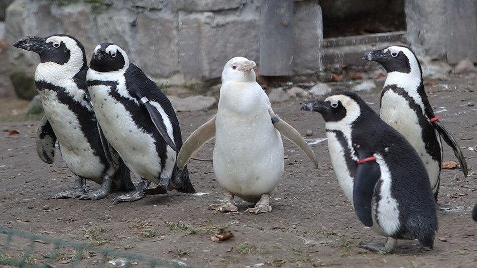 Kilka małych pingwinów na wybiegu. W środku biały