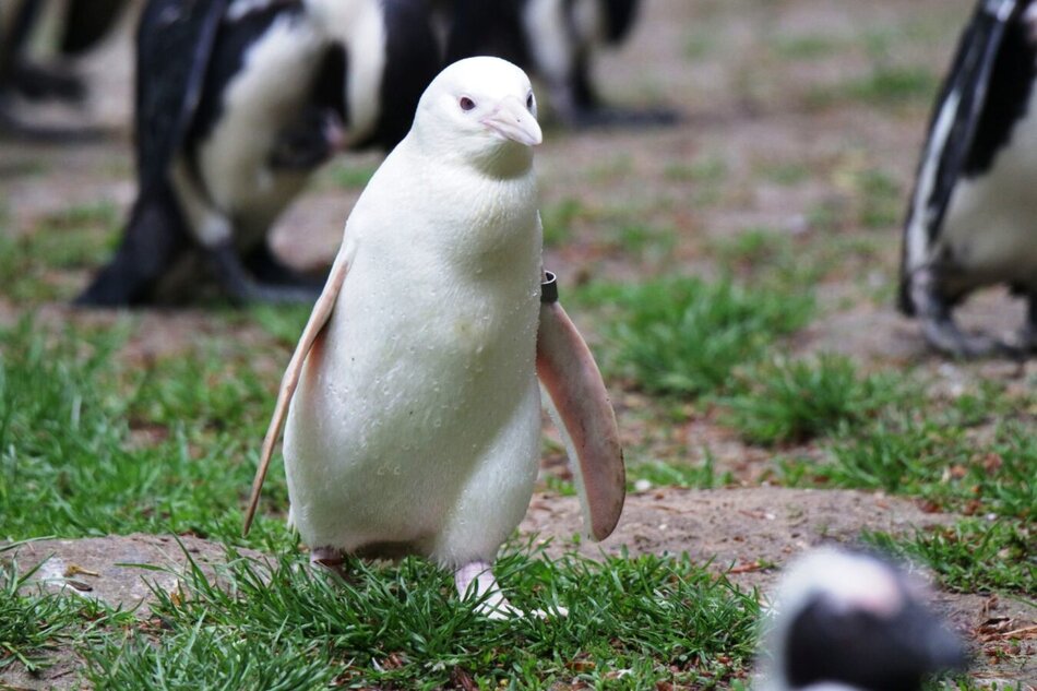 Biały pingwin idzie po trawie