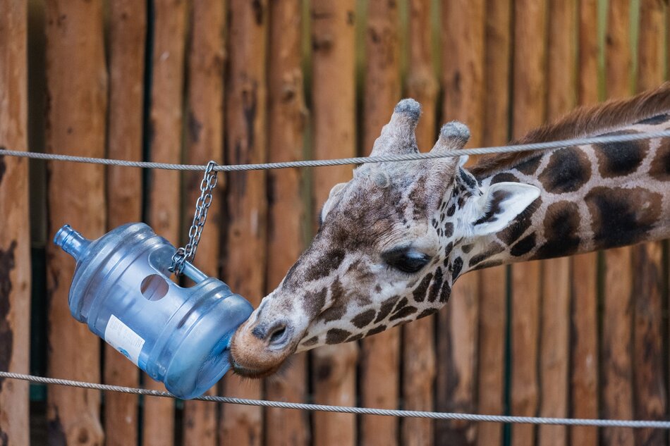 Głowa żyrafy i fragment szyi. Żyrafa sięga do plastikowego baniaka i pije z niego wodę