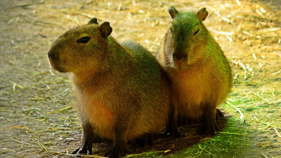 Na zdjęciu widać dwa gryzonie kapibara, największe gryzonie na świecie, które są obok siebie, wyglądające na zrelaksowane w swoim naturalnym otoczeniu. Tło jest lekko rozmazane, co sugeruje, że zdjęcie zostało wykonane w zoo lub w środowisku podobnym do naturalnego. Obie kapibary mają charakterystyczne cechy: duże, owalne ciała, krótkie głowy, i małe uszy, a ich sierść ma odcienie od jasnobrązowego do zielonkawego, co jest prawdopodobnie efektem odbicia światła lub barwy tła.