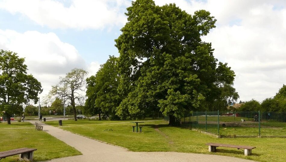 Fragment parku. Centralnie duże drzewo, po bokach dróżki, trawnik, ławki, mniejsze drzewa