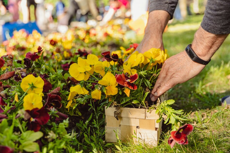 sadzonki bratków w różnych kolorach stoją na trawie, widać męskie dłonie pakujące kwiaty do kobiałki na owoce