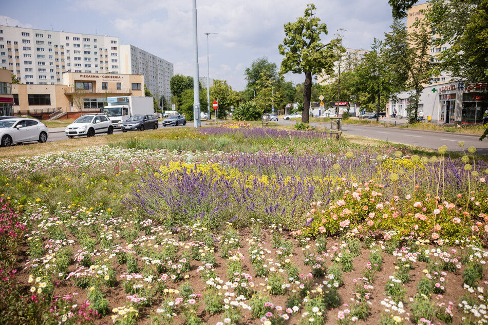 Trawnik z kwiatami, w tle ulica i samochody 