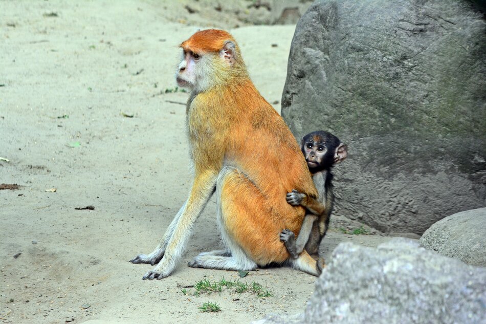 Na zdjęciu widać rudego małpa patas siedzącego na ziemi, a obok niego przytulonego młodego małpka. Młody małp patrzy prosto w kamerę, trzymając się blisko swojego opiekuna, co nadaje zdjęciu ciepłego i ochronnego charakteru.