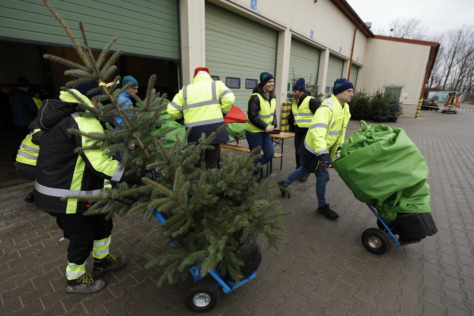 Na zdjęciu widzimy grupę osób w kamizelkach odblaskowych, zajmujących się transportem choinek na wózkach w pobliżu magazynu z zielonymi bramami. Akcja sugeruje organizowane wydarzenie, takie jak dystrybucja lub zbiórka świątecznych drzewek.