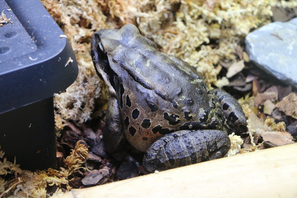 Na zdjęciu widoczna jest duża żaba o ciemnym, plamistym ubarwieniu, siedząca w terrarium na podłożu z kory i mchu. Jej skóra jest błyszcząca i chropowata, a masywne kończyny podkreślają imponujący rozmiar zwierzęcia.