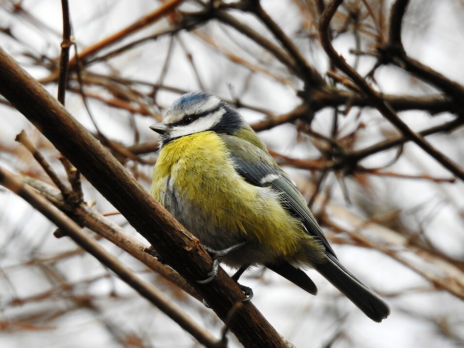 Na zdjęciu widać sikorkę modrą (Cyanistes caeruleus) siedzącą na cienkiej gałęzi w zimowym otoczeniu. Ptak wyróżnia się żółto-niebieskim upierzeniem oraz charakterystycznym niebieskim czepkiem na głowie, a w tle widoczne są bezlistne gałęzie drzew.