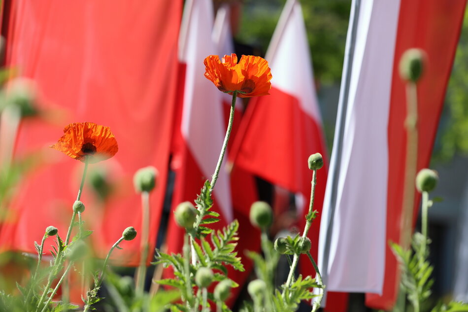 Kwitną czerwone maki na tle biało czerwonych flag.