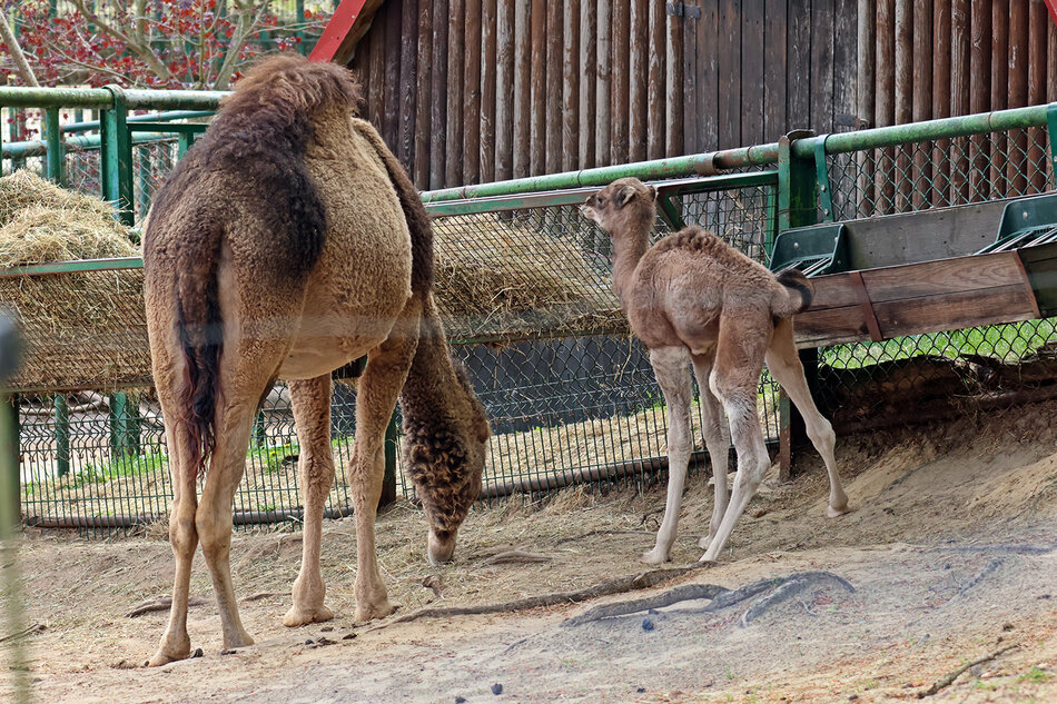 Młody samczyk wielbłąda jednogarbnego w zoo.