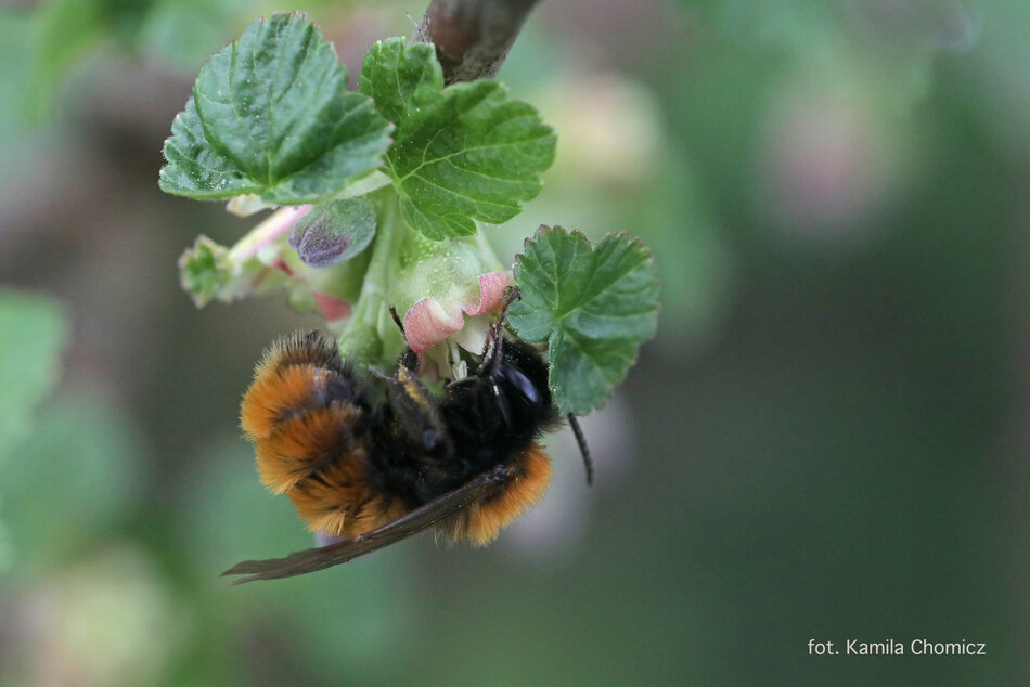 Pszczolinka ruda (Andrena fulva) zbierająca pyłek z porzeczki