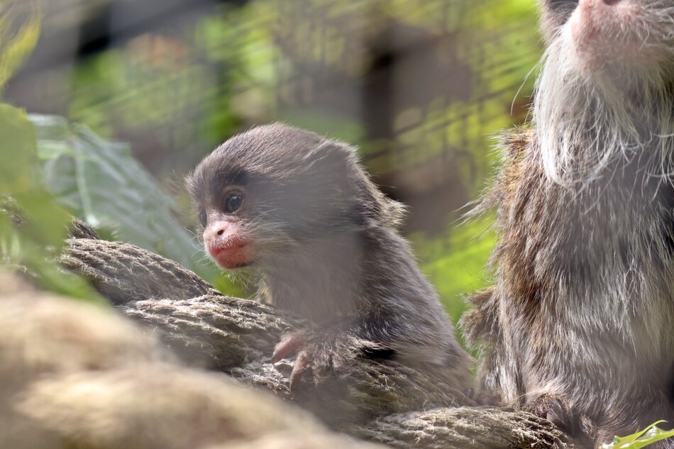Mała tamaryna cesarska w zoo.