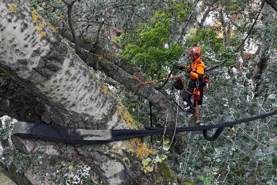 Mężczyzna w pomarańczowym kombinezonie i kasku pracuje w koronie drzewa przywiązany linami.