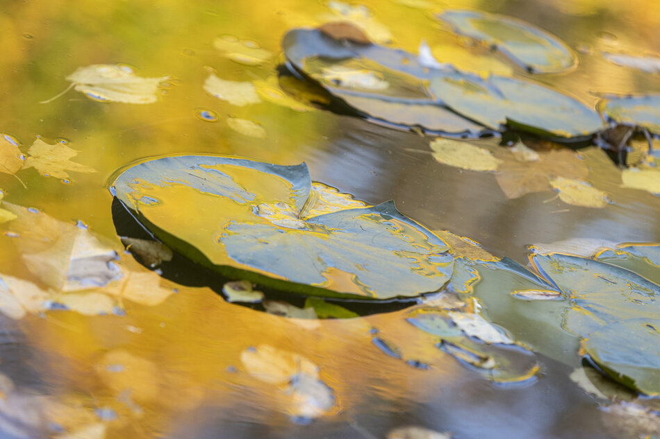 Na spokojnej tafli wody unoszą się liście grzybieni i opadłe jesienne liście drzew, tworząc barwną mozaikę w odcieniach złota i zieleni. Delikatne odbicia światła nadają scenie miękkości i wrażenie malarskiego pejzażu. 