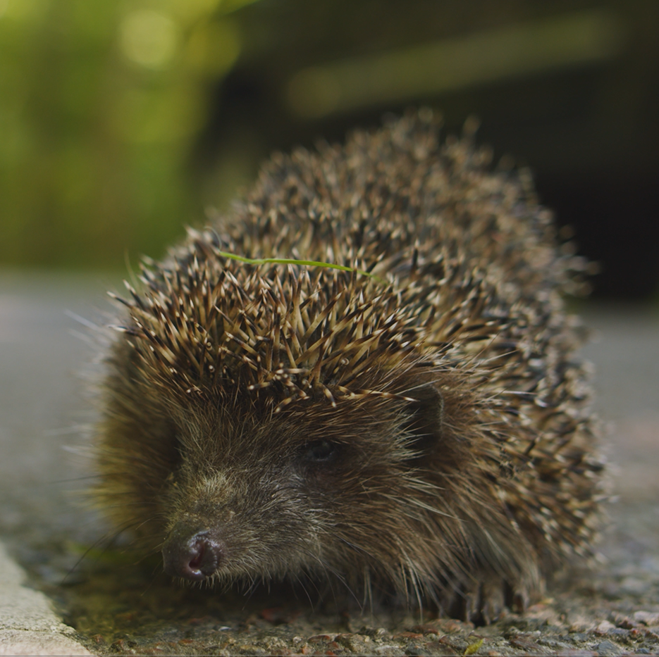 Jeż - fotografia dekoracyjna