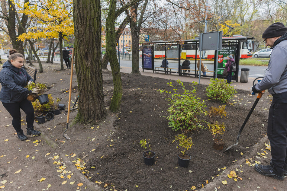 mężczyzna i kobieta sadzą drzewa w parku. On trzyma łopatę, ona doniczki, wydają się być w trakcie sadzenia małych roślin. Ziemia jest pokryta glebą i rozrzuconych jest kilka małych doniczkowych roślin. W tle jest przystanek autobusowy z kilkoma osobami siedzącymi na ławce i innym autobusem na ulicy. Są też drzewa z żółtymi liśćmi, wskazującymi, że zdjęcie zostało zrobione w sezonie jesiennym.
