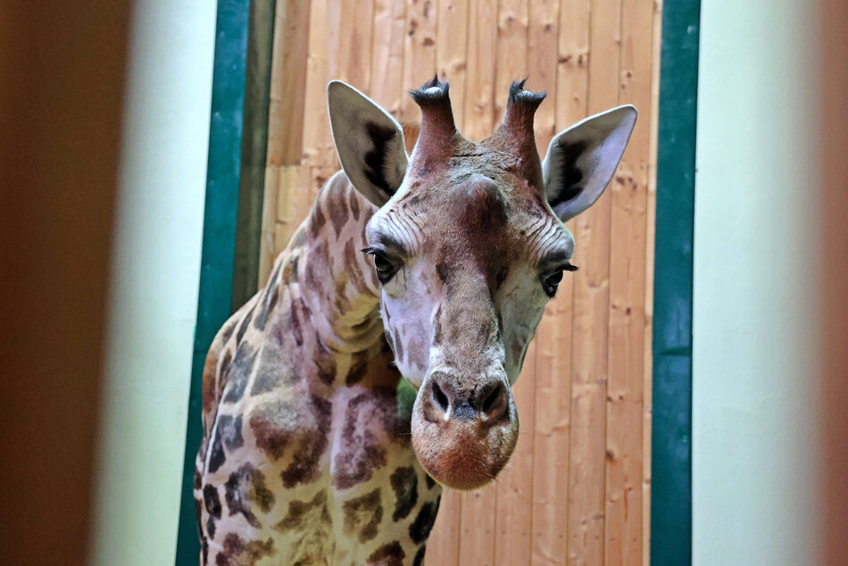 Ivie - nowa mieszkanka gdańskie zoo fot. Paweł Ciesielski Zoo Gdańsk.JPG