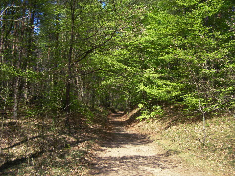 Las-Sulminski-popularne-miejsce-wycieczek-wsrod-mieszkancow-okolicznych-miejscowosci-i-gdanszczan