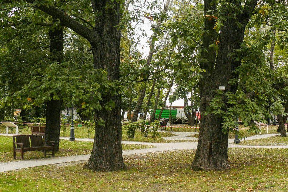 Trzy duże drzewa w parku rosnące obok siebie.