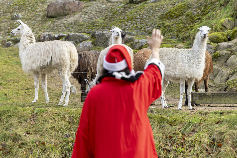 Osoba przebrana za św. Mikołaja stoi przy wybiegu i unosi rękę w geście powitania w stronę stada lam. Zwierzęta ustawione są na trawiastym terenie z kamienistym zboczem w tle. 