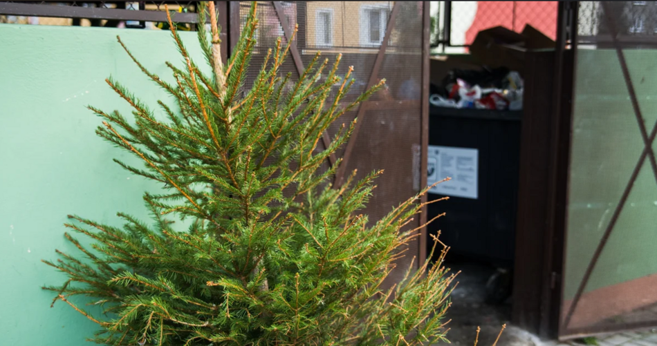 na zdjęciu zielona choinka oparta o wiatę śmietnikową