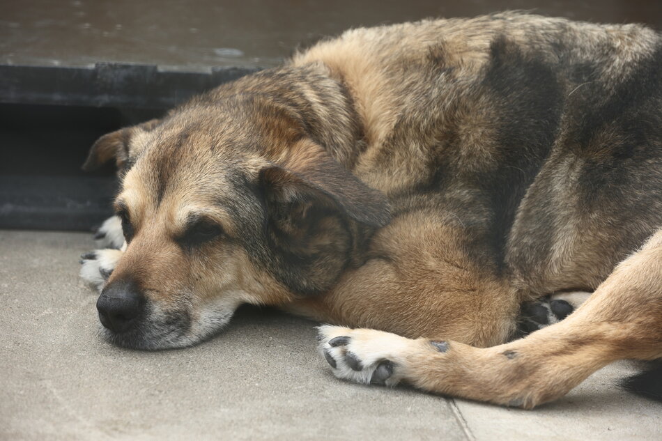 Pies ze schorniska Promyk, który leży. 