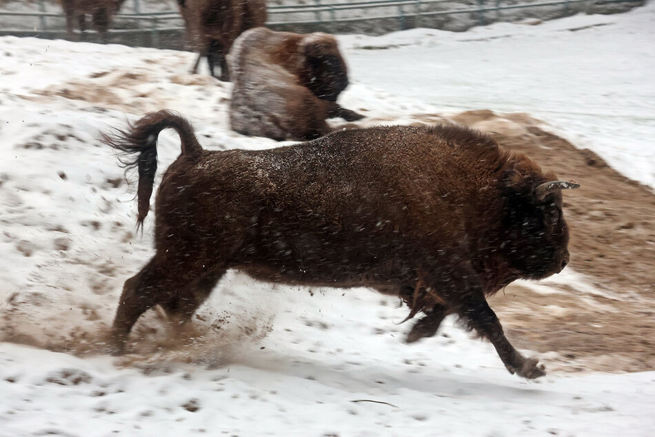 Żubr biegnie po zaśnieżonym wybiegu w zoo.