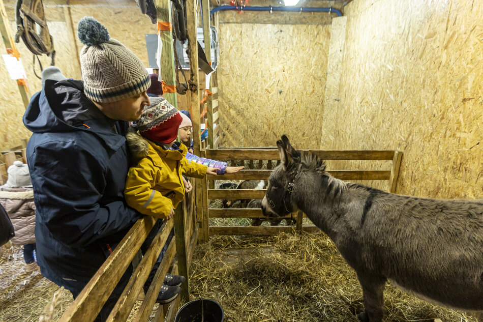 Żywa szopka na Strzyży. Ojciec z dzieckiem oglądają osła