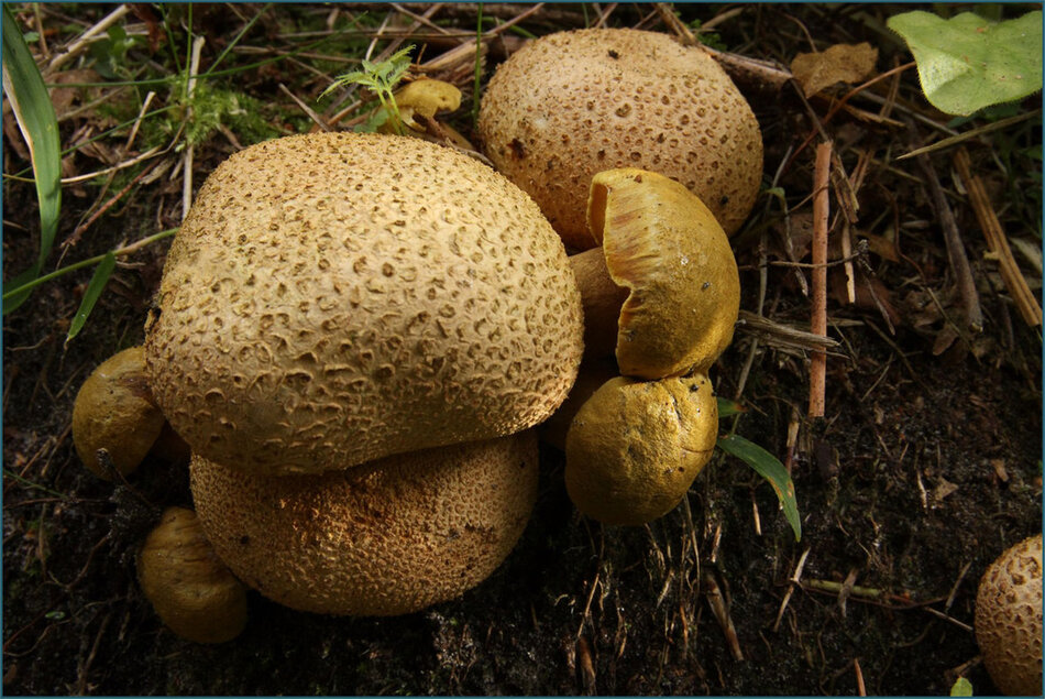 Dwa gatunki grzybów rosnące obok siebie w lesie.