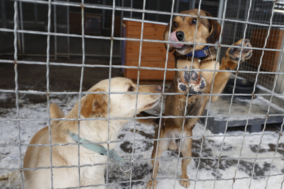 Dwa psy stoją za metalową kratą w schroniskowym boksie, na którego podłodze widać resztki śniegu. Jeden z nich opiera się o ogrodzenie z uniesioną łapą, a drugi spogląda na niego z bliska, jakby szukając kontaktu. 