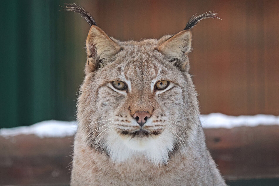 Ryś euroazjatycki w zimowej scenerii zoo.