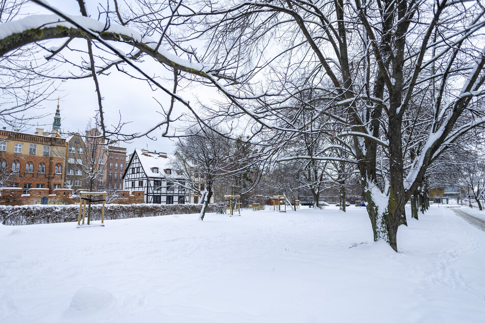 zaśnieżony skwer, widać zaśnieżone drzewa, w tle kilka kamienic