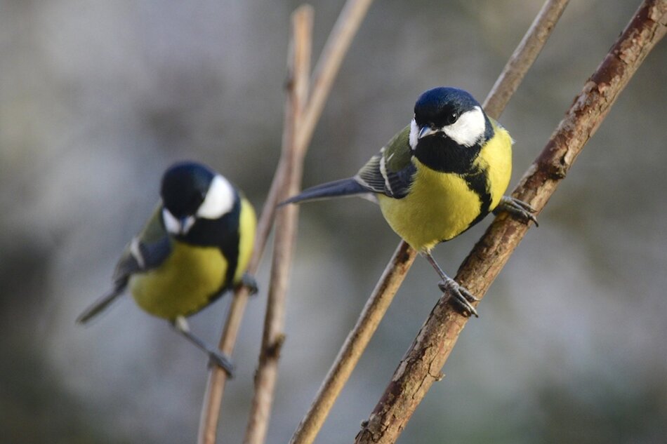 Hanna_Żelichowska_bogatki_03