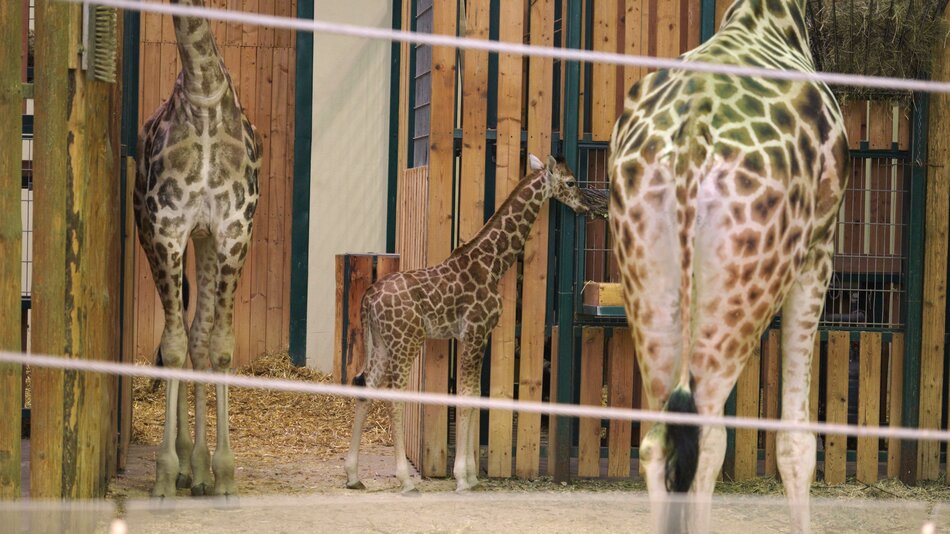 Młoda żyrafa w żyrafiarni w zoo, obok niej dwie dorosłe żyrafy, których nie widać głów.