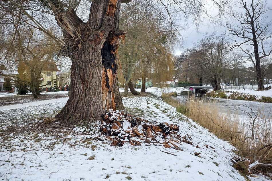 Wierzba z wypalonym w środku pniem nad stawem, dookoła śnieg.
