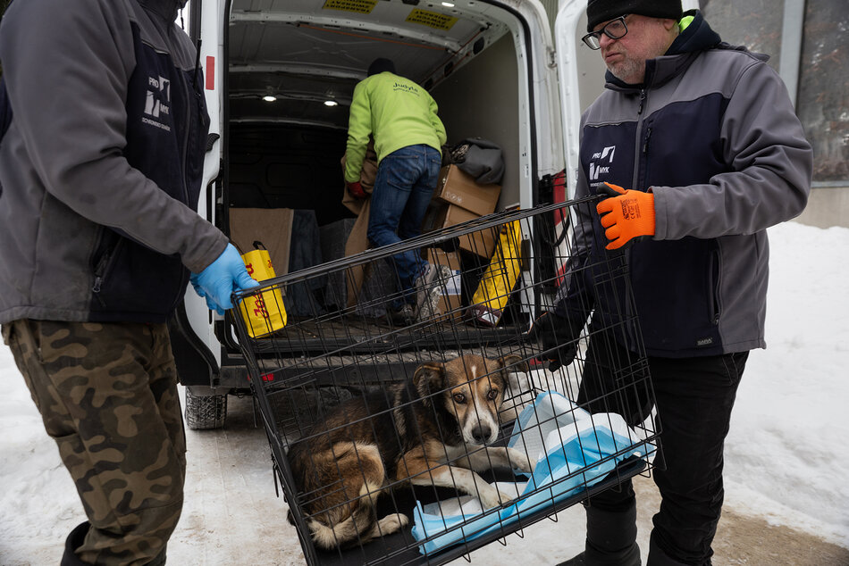 Pies w klatce wypakowywanej z busa.