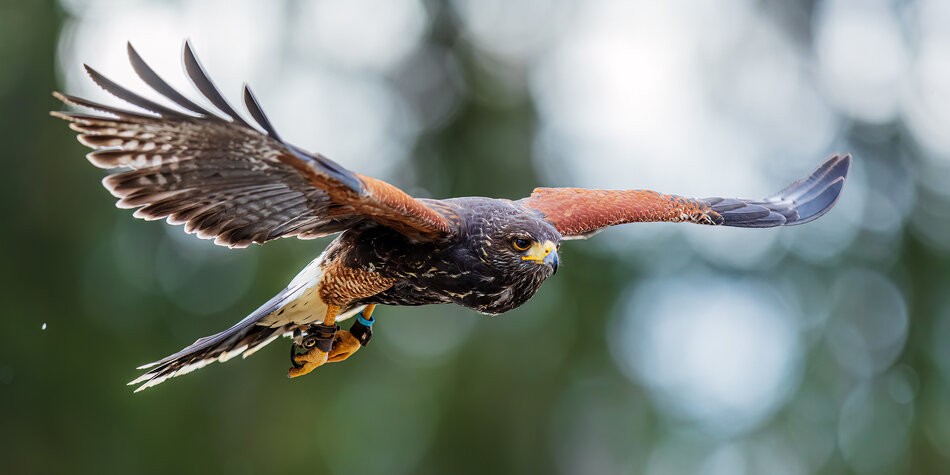 Fundacja ORLEN inwestuje w ochronę ptaków szponiastych