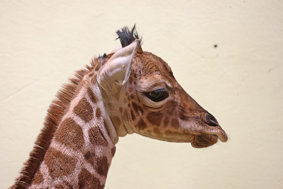 Zyrafie-dziecko-w-calej-okazalosci-przyjdzie-nam-zobaczyc-dopiero-na-wiosne-kiedy-zwierzeta-wyjda-na-wybieg-Ale-dla-chcacego-nic-trudnego-przy-odrobinie-szczescia-bedac-w-zyrafiarni-ujrzec-mozna-wystaja