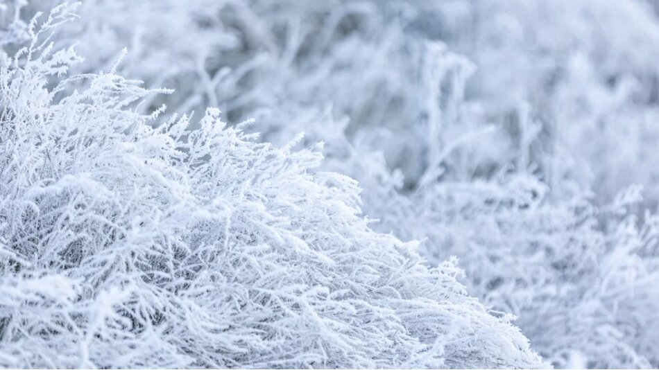 Szron na gałęziach